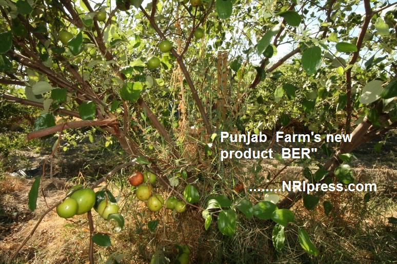 Punjab_Farm 008